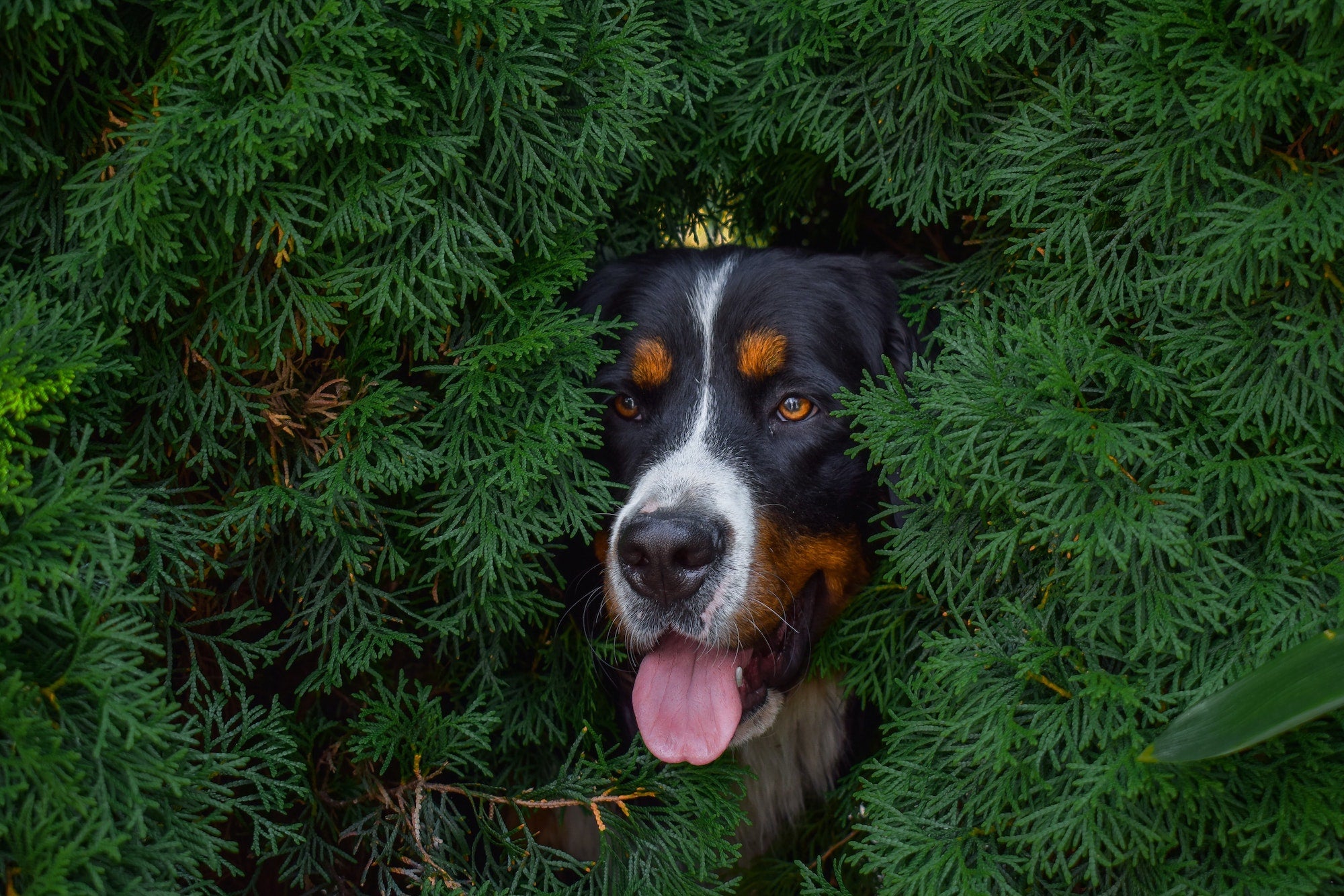 panting-bernese-mountain-dog-outside-with-nature-woods-background