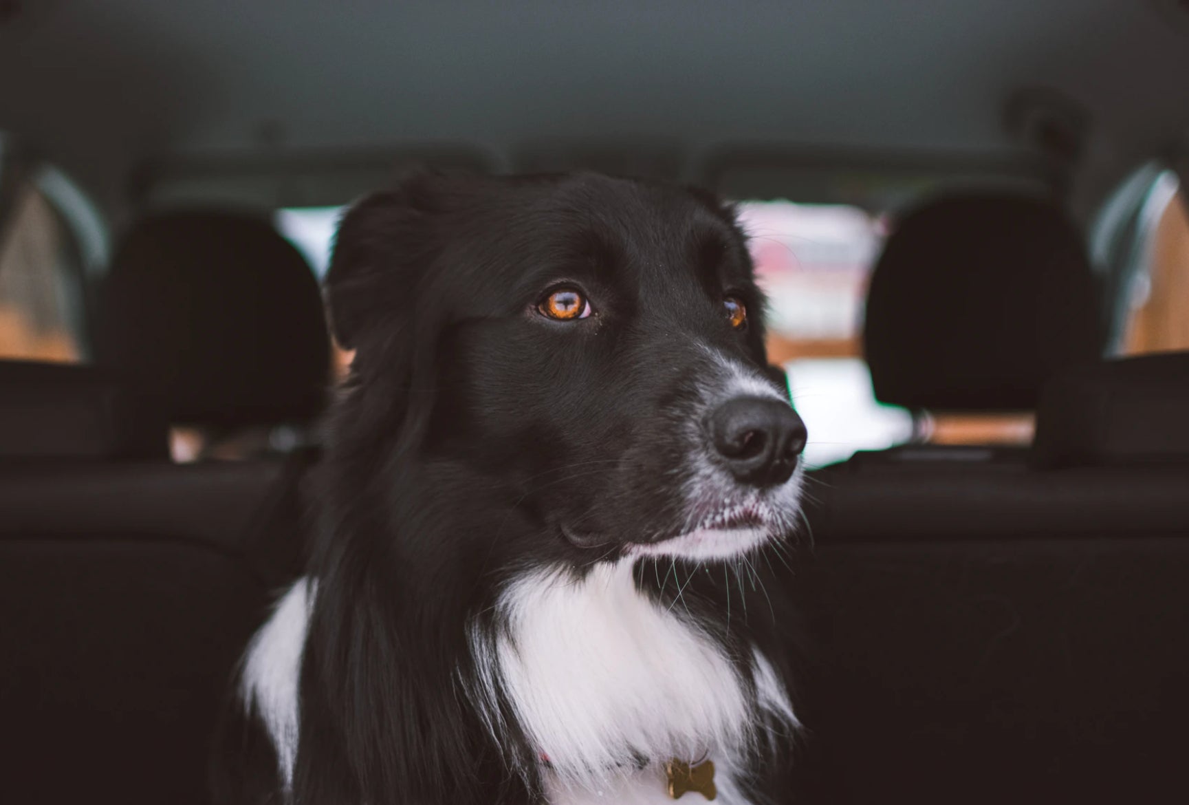 Road Tripping with Your Dog