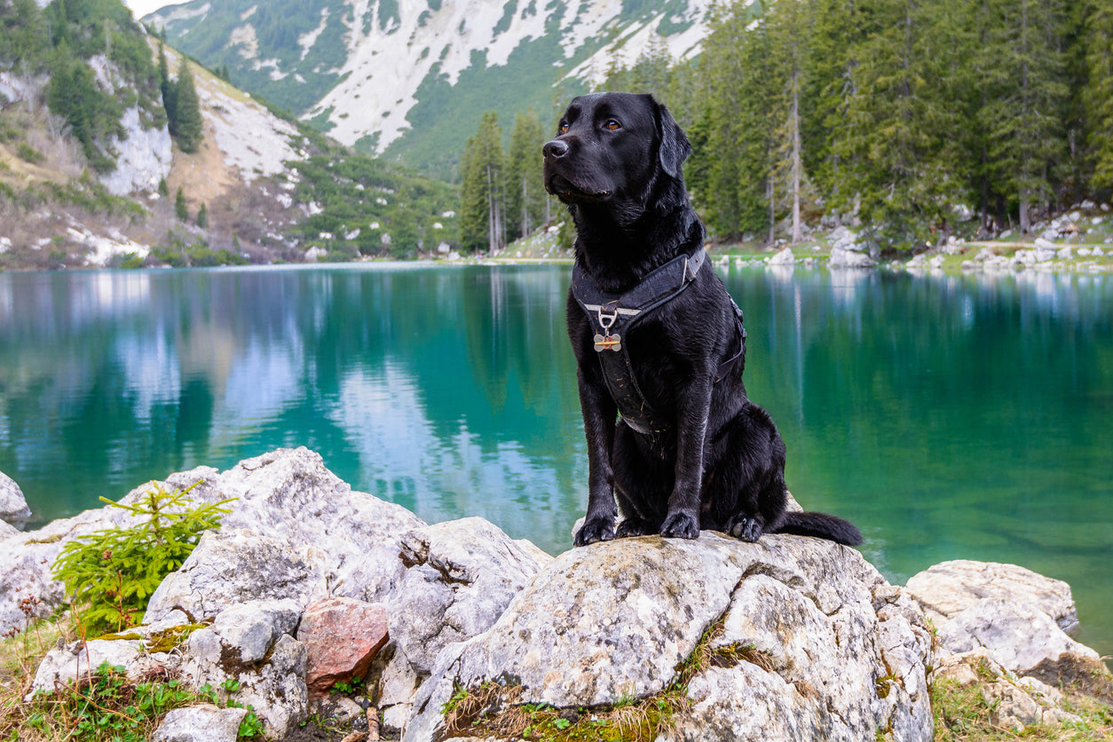 labrador-retriever-using-cardiocast-apps-wearing-harness-and-dog-tag-in-front-of-a-lake