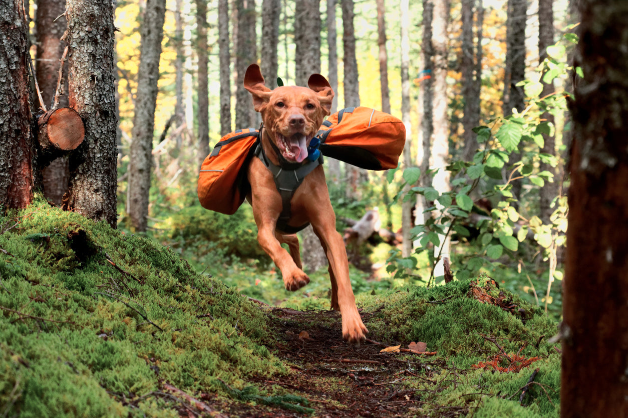 A happy Vizsla wearing an orange dog backpack running through a green forest.