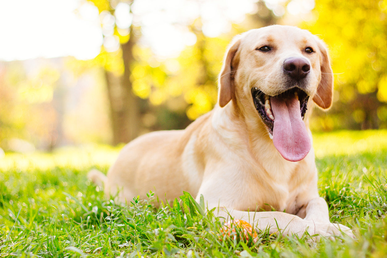 A yellow lab panting while laying in green grass with yellow-lit trees in the background