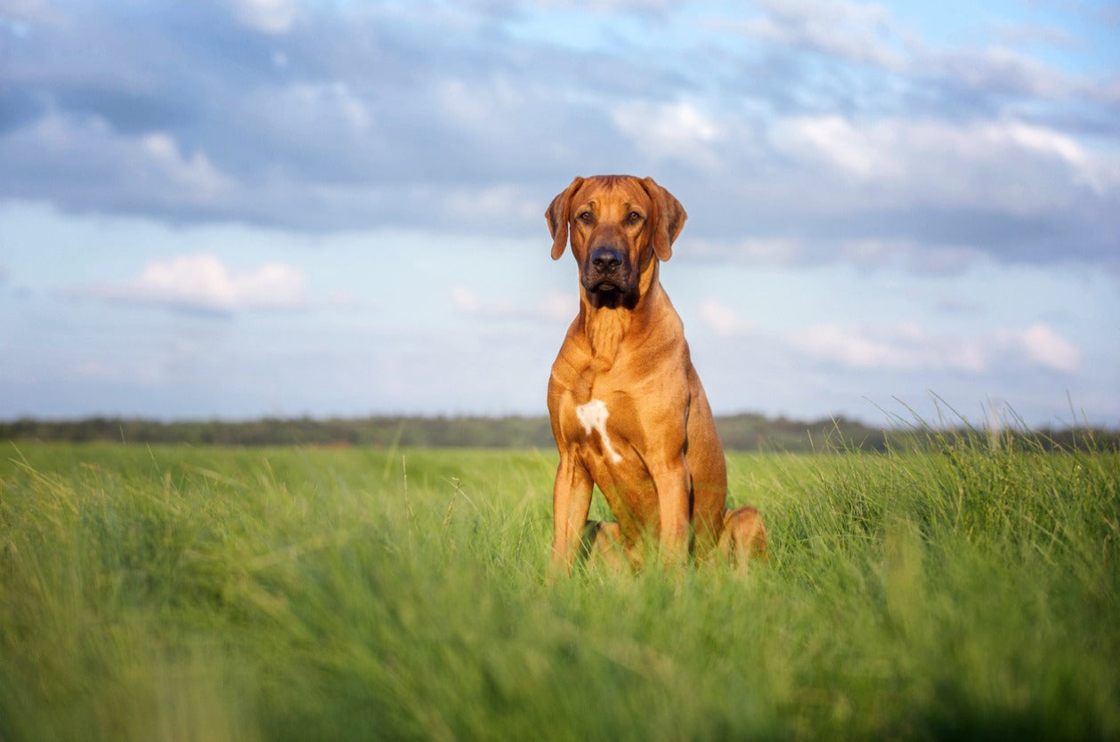 Minimizing injuries from a leashed dog - A Rhodesian Ridgeback dog on a nature background.